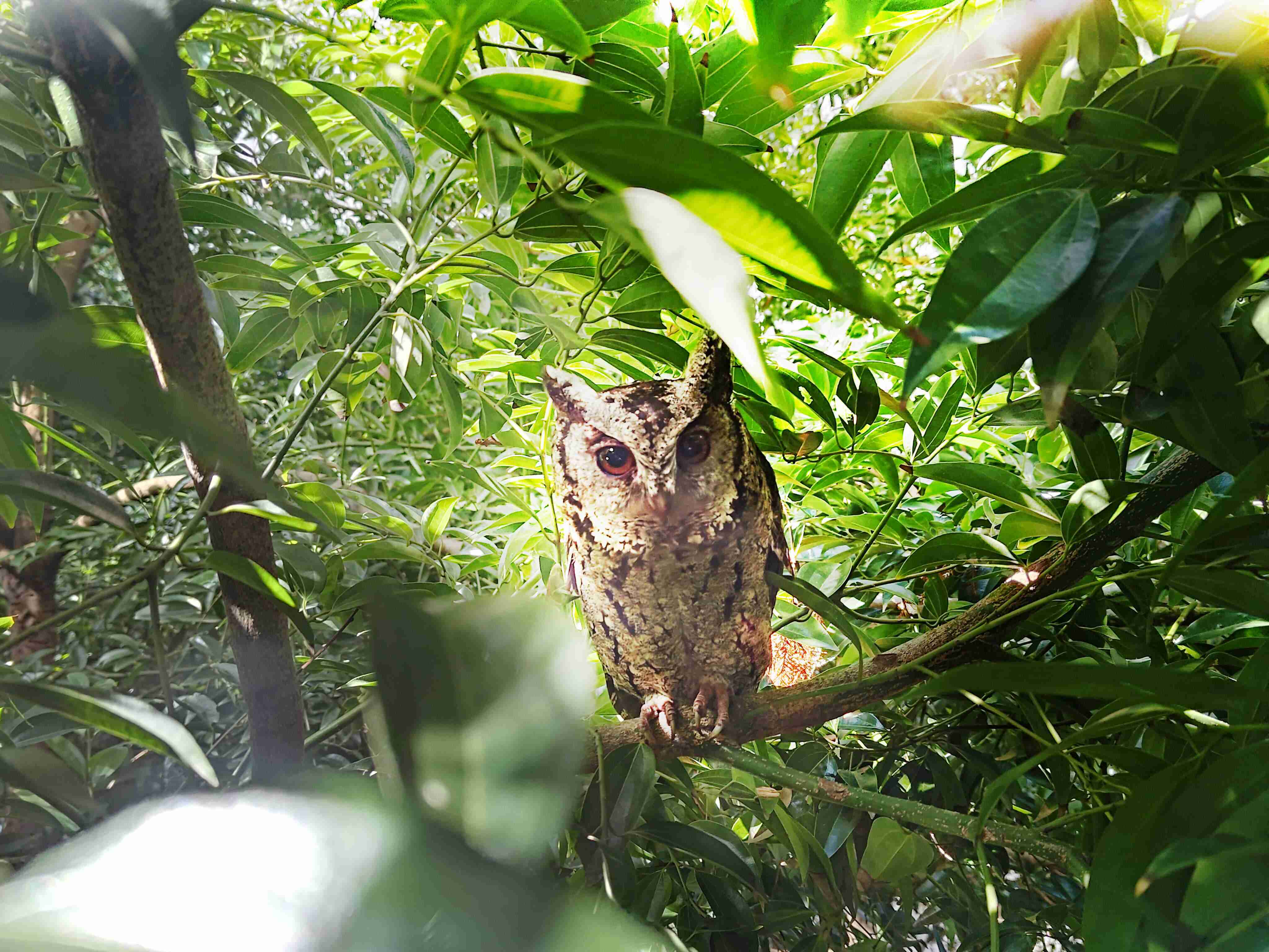 MG电玩致力提倡净零绿生活，，，，16年以来在全球各厂区植树逾百万棵，，，造就各厂区树木蔚然成林，，，犹如森林工厂，，，，成为许多生物的栖息地
